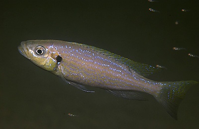 Perissodus microlepis 'Isanga Bay'